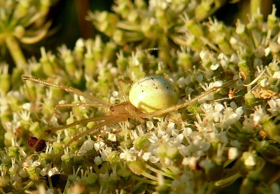 Enoplognatha ovata/latimana