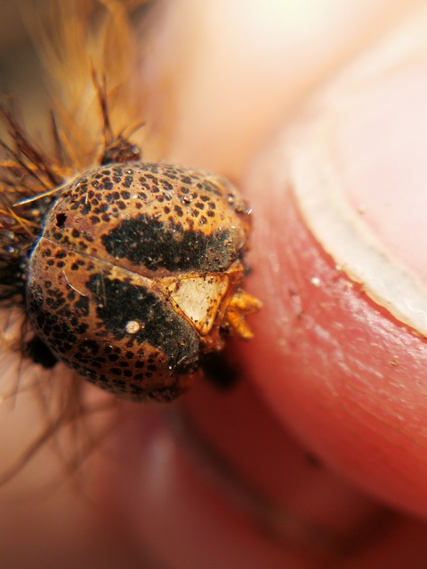 Lymantria dispar - gyapjaslepke