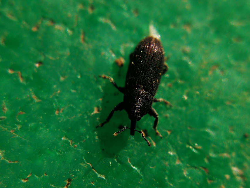 Mecinus pyraster - szélesnyakú útifűormányos