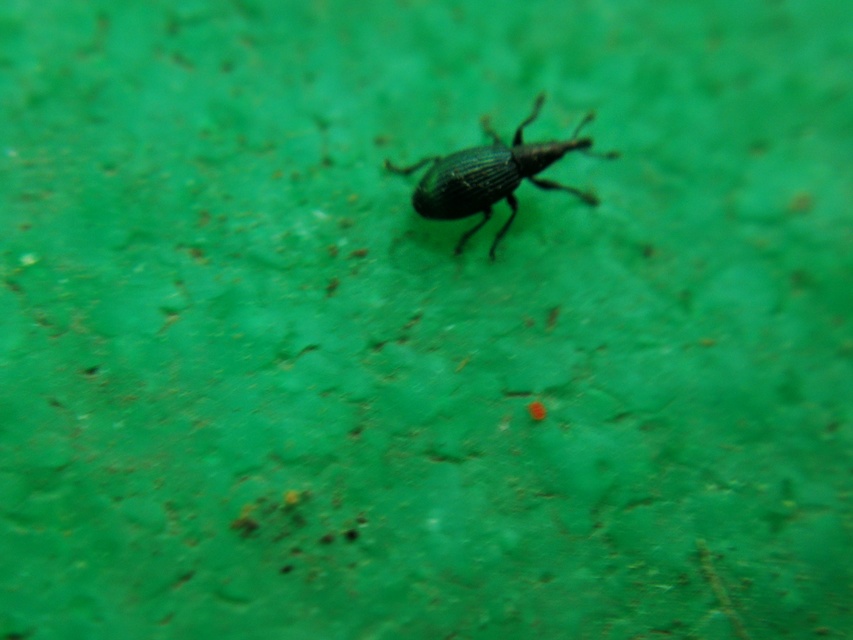 Stenopterapion meliloti - somkóró-cickányormányos