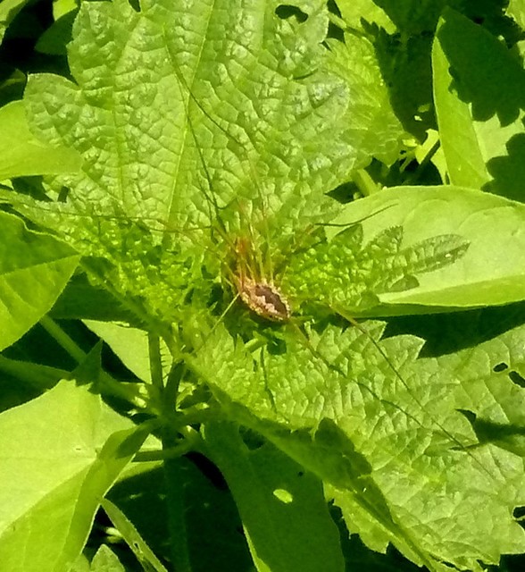 Phalangium opilio