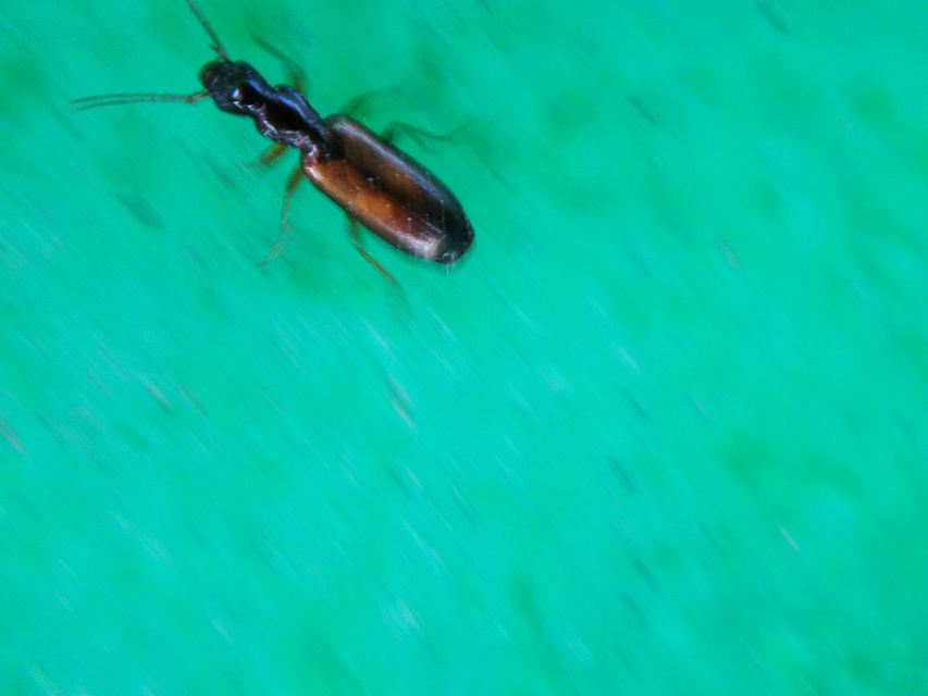 Paradromius linearis - karcsú kéregfutó