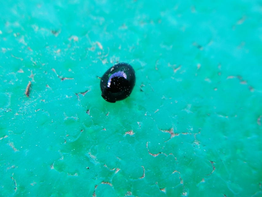 Phalacridae - kalászbogárfélék Phalacridae - kalászbogárfélék