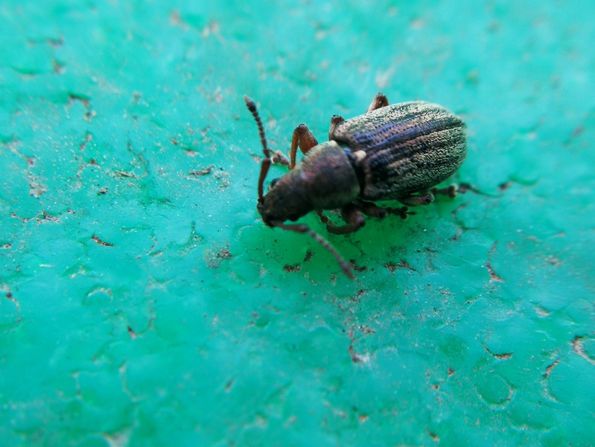 Phyllobius pyri - gyümölcsfa-levélormányos