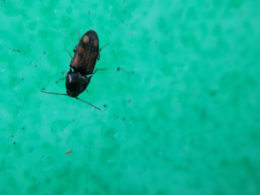 Drasterius bimaculatus - változékony pattanó