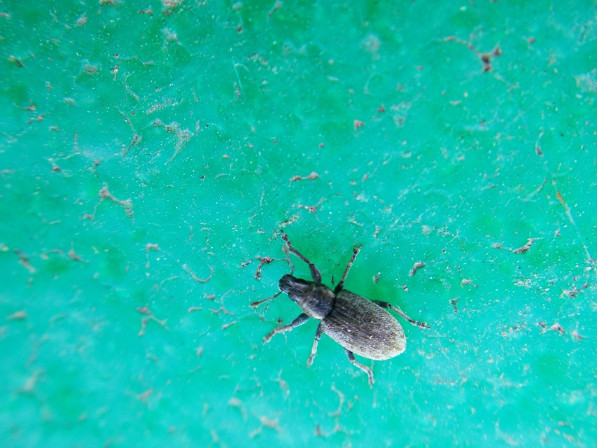 Sitona humeralis - lucerna-csipkézőbogár