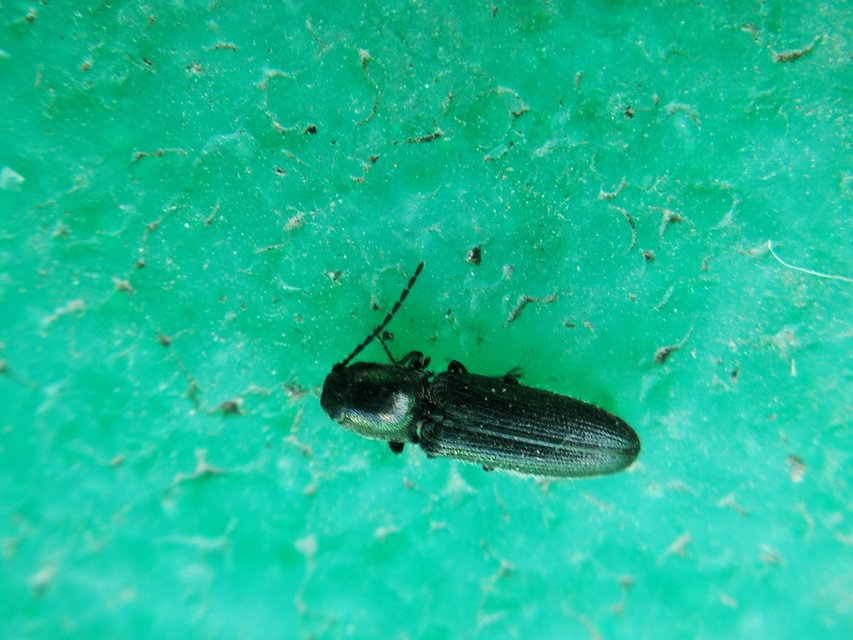 Limonius
