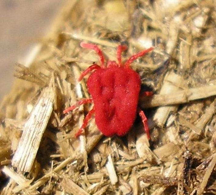 Trombidium