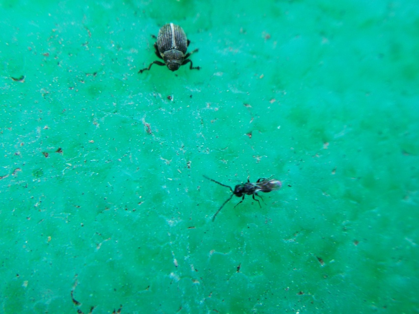 Ceutorhynchus typhae - pásztortáska-ceutormányos