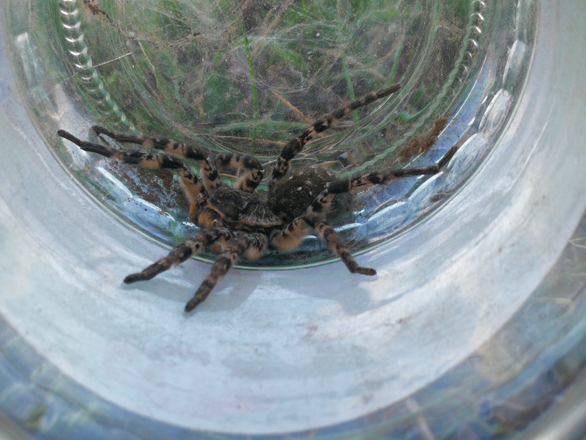 Lycosa singoriensis - szongáriai cselőpók