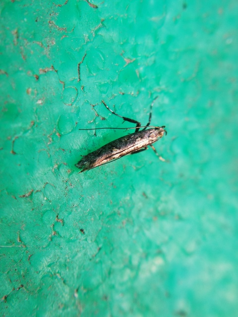 Calybites phasianipennella - lóromaknázó keskenymoly