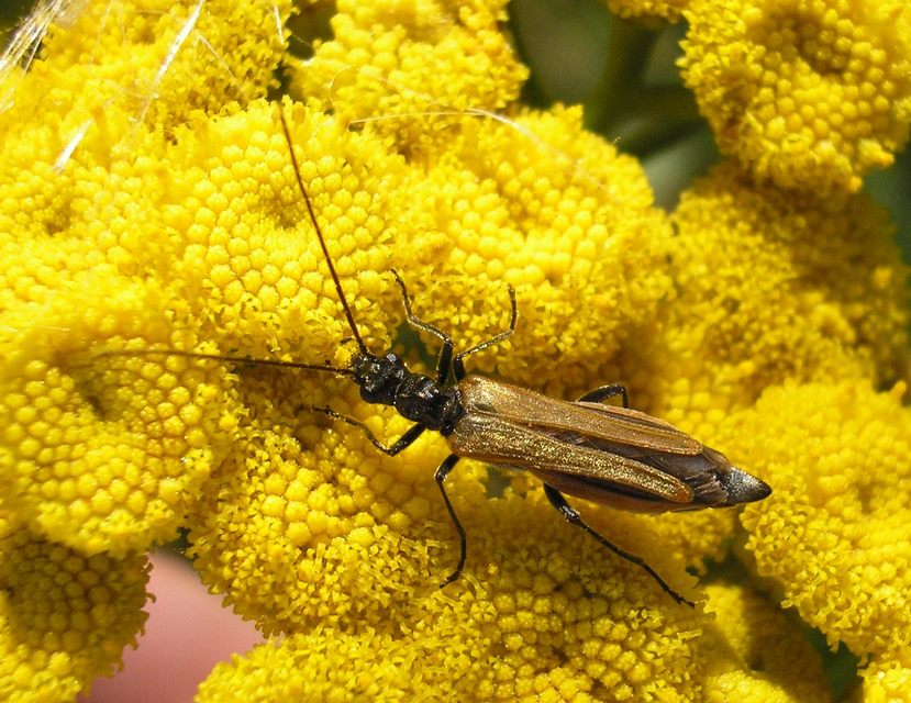Oedemera femorata - sárgahátú álcincér