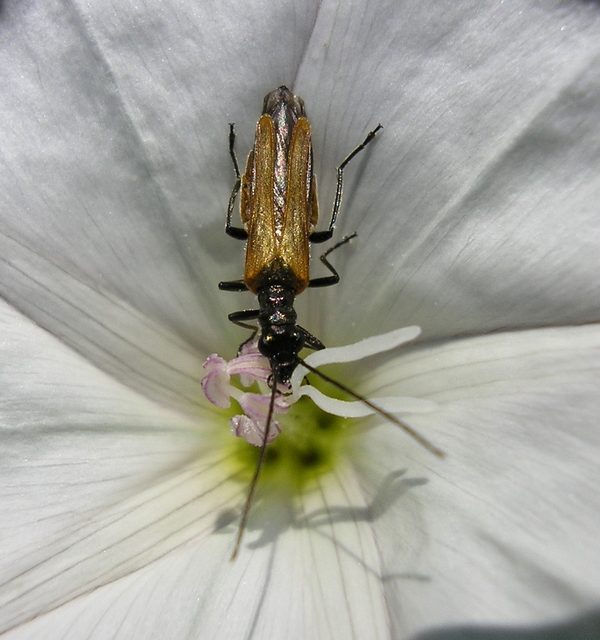 Oedemera femorata - sárgahátú álcincér
