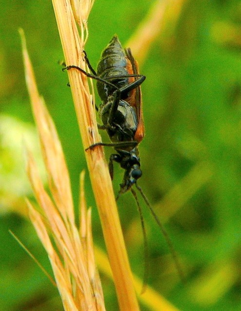 Oedemera femorata - sárgahátú álcincér