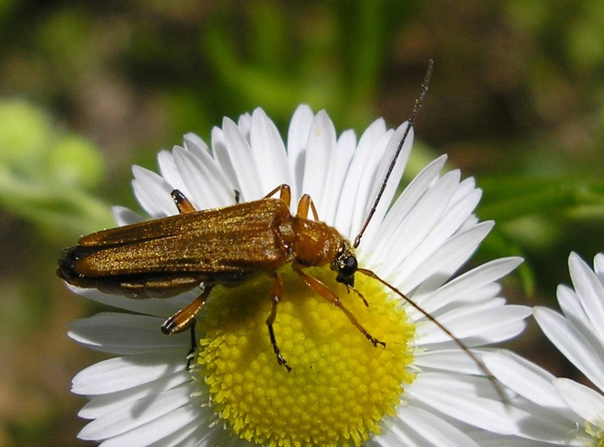 Oedemera podagrariae - székfű-álcincér
