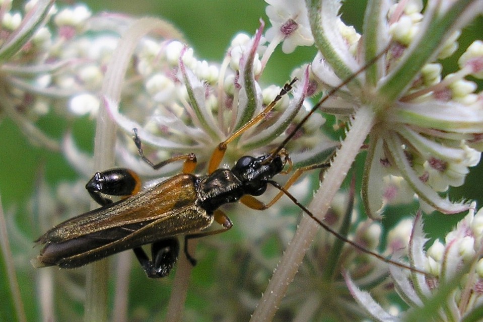 Oedemera podagrariae - székfű-álcincér