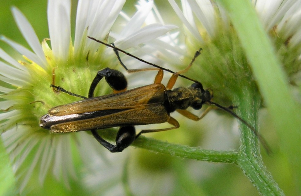 Oedemera podagrariae - székfű-álcincér