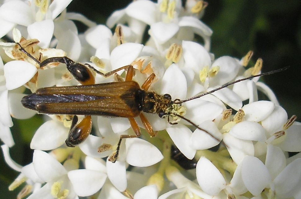 Oedemera podagrariae - székfű-álcincér