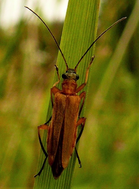 Oedemera podagrariae - székfű-álcincér