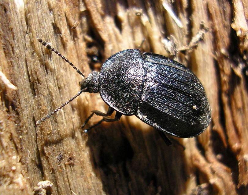 Phosphuga atrata - bordás csigarabló