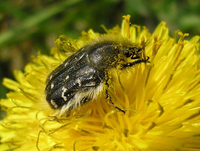 Tropinota hirta - bundás virágbogár