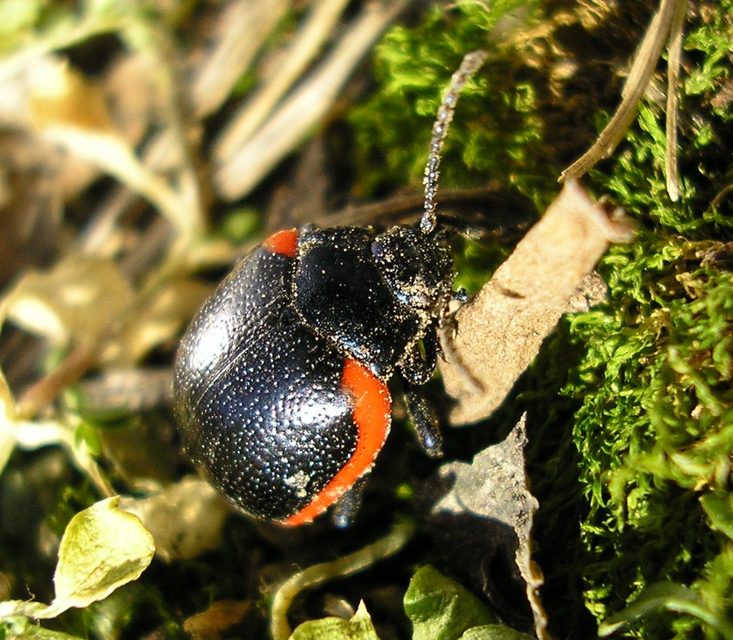 Chrysolina rossia - trapézhátú szegélyeslevelész