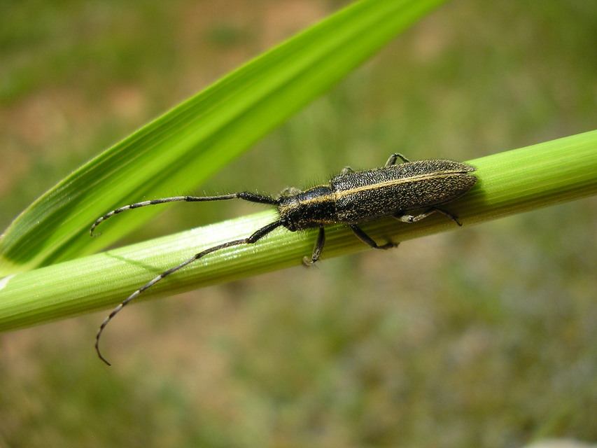 Agapanthia cardui - sávos bogáncscincér