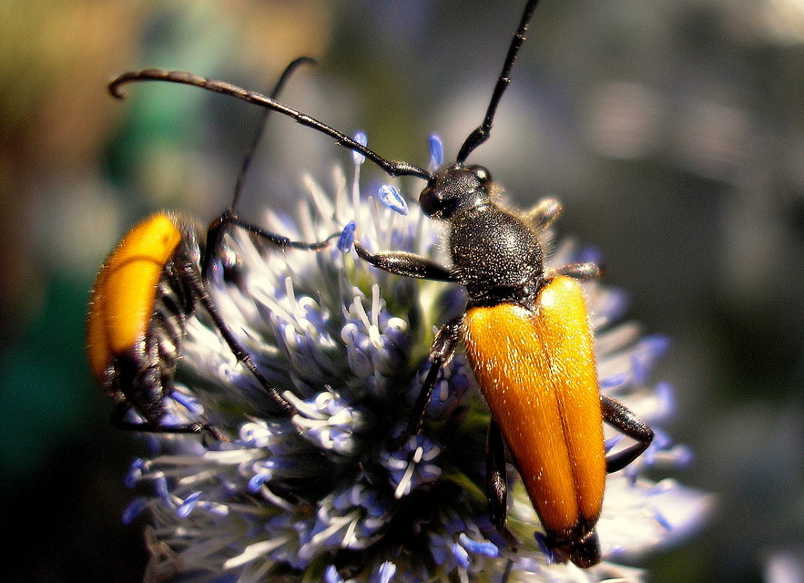 Stictoleptura fulva - vörhenyes virágcincér