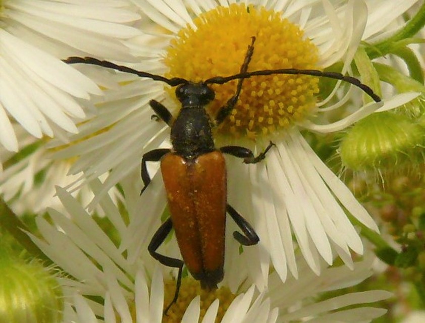 Stictoleptura fulva - vörhenyes virágcincér
