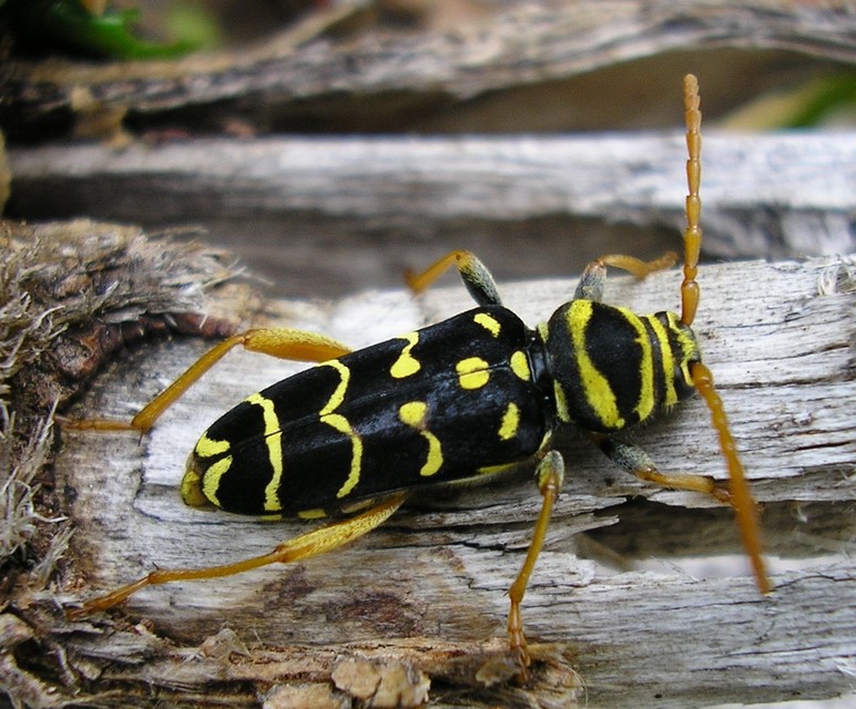 Plagionotus arcuatus - bársonyos darázscincér