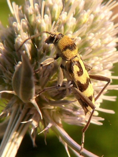 Chlorophorus varius - díszes darázscincér