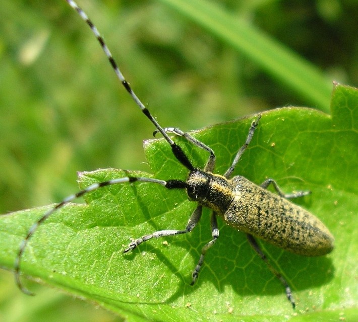 Agapanthia villosoviridescens - fehérgyűrűs bogáncscincér