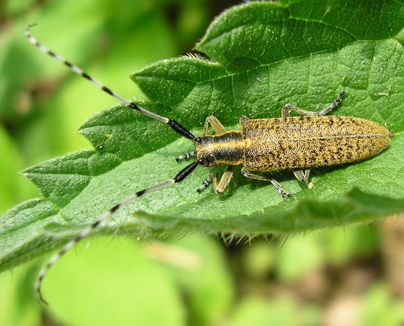 Agapanthia villosoviridescens - fehérgyűrűs bogáncscincér