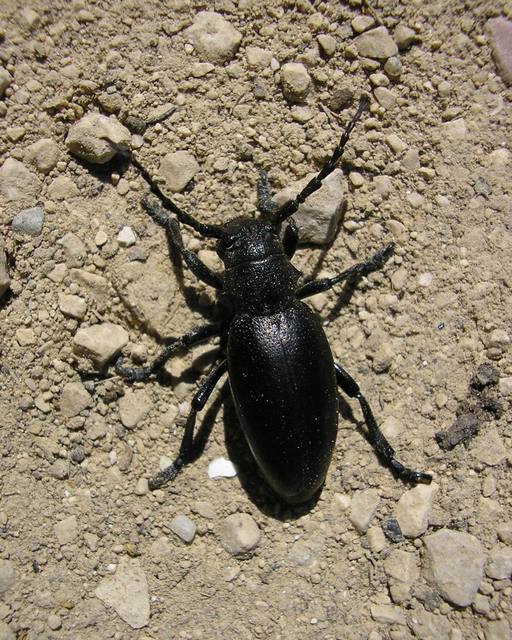 Dorcadion aethiops - fekete gyalogcincér