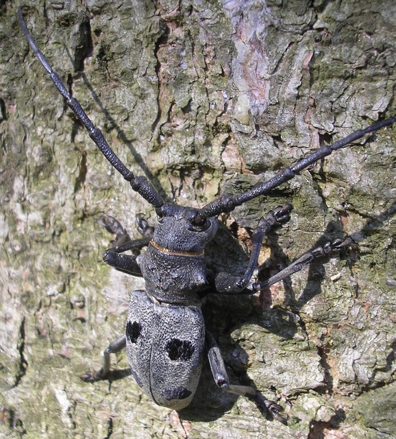 Morimus asper funereus - gyászcincér