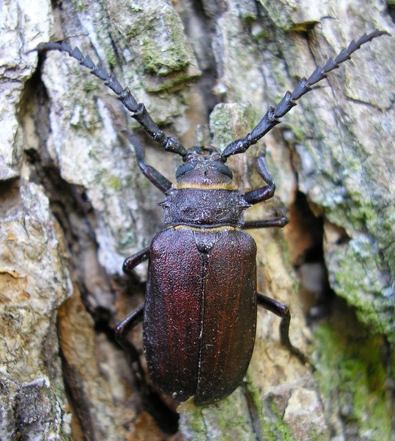 Prionus coriarius - csőszcincér