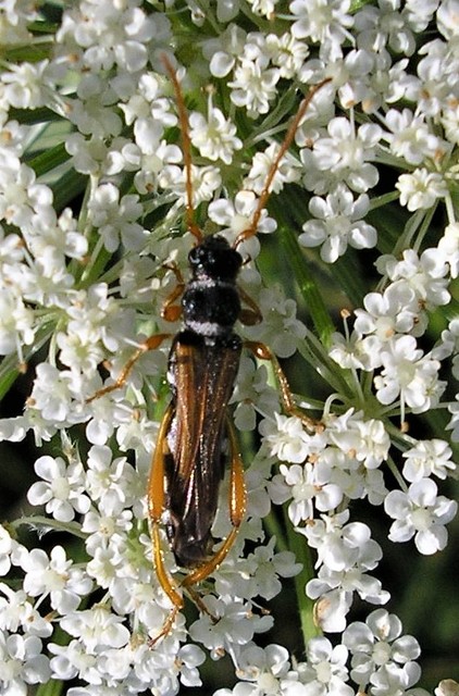 Stenopterus flavicornis - sárgacsápú keskenyfedőscincér
