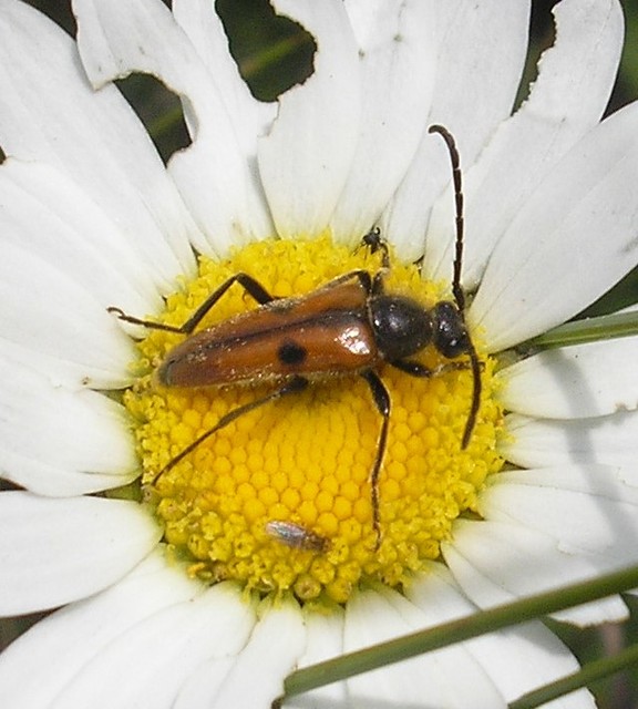 Vadonia unipunctata - kétpettyes virágcincér