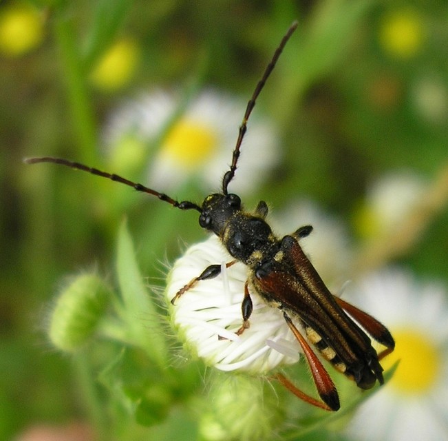 Stenopterus rufus - tarkacsápú keskenyfedőscincér