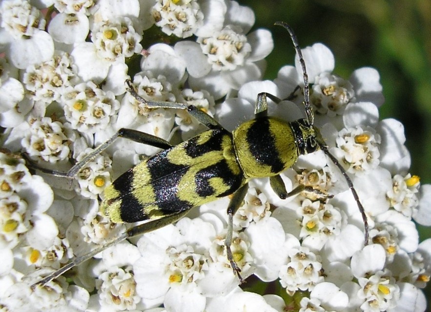 Chlorophorus varius - díszes darázscincér