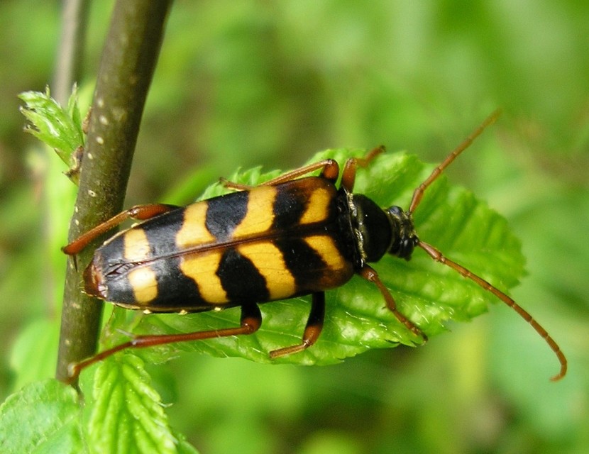 Leptura aurulenta - sárgaszőrű szalagoscincér