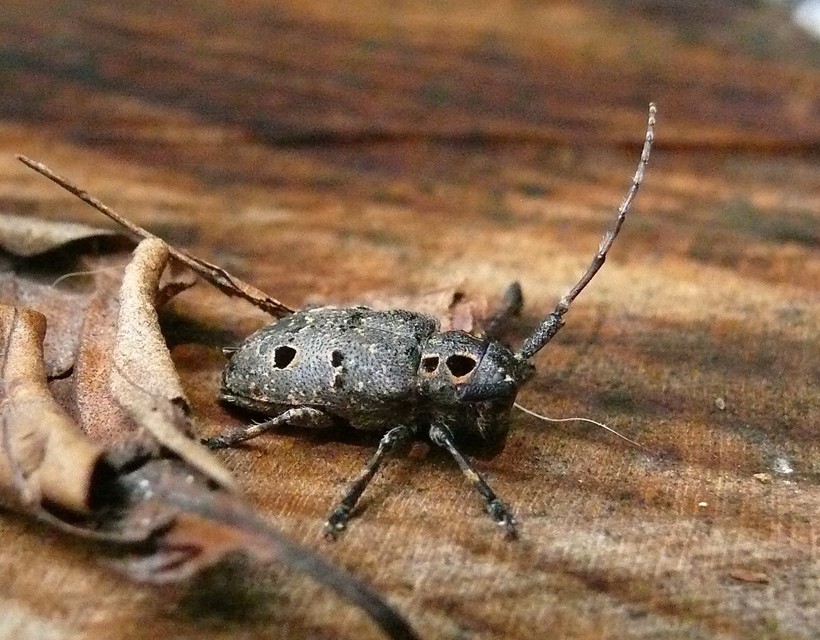 Mesosa curculionoides - szemfoltos cincér