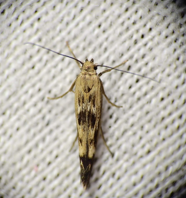 Scythris limbella - parajfonó zöldmoly