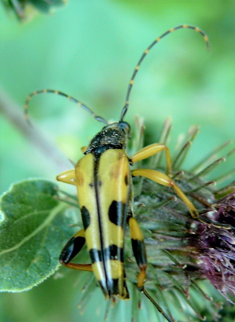 Rutpela maculata - tarkacsápú karcsúcincér
