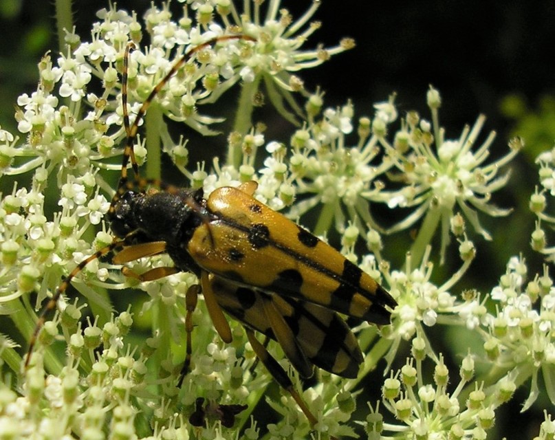 Rutpela maculata - tarkacsápú karcsúcincér
