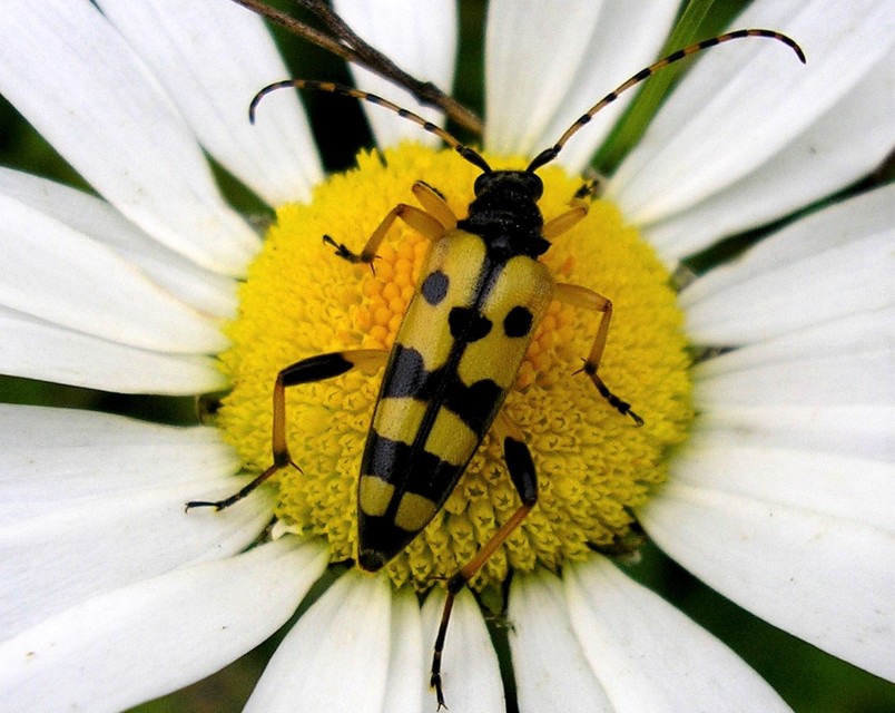 Rutpela maculata - tarkacsápú karcsúcincér