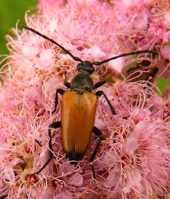 Stictoleptura fulva - vörhenyes virágcincér