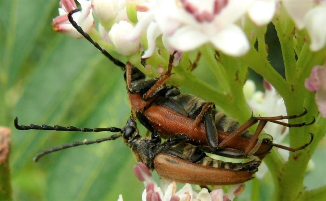Stictoleptura rubra - vörös virágcincér
