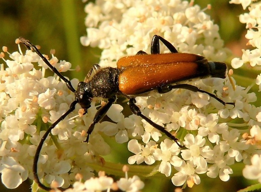 Stictoleptura fulva - vörhenyes virágcincér