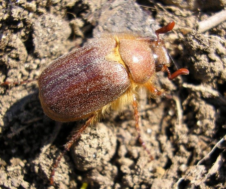 Holochelus aequinoctialis - tavaszeleji cserebogár